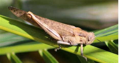 grasshopper giant|biggest grasshopper ever found.